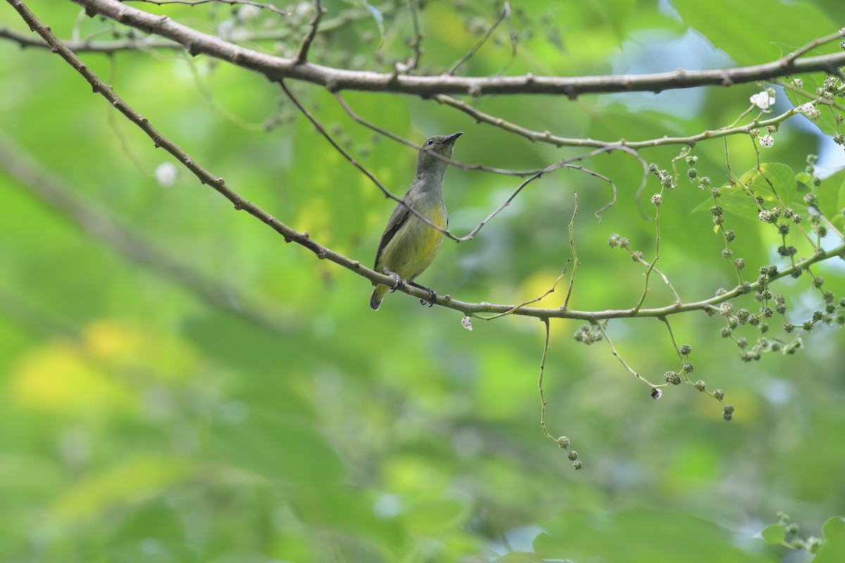 Orange-bellied Flowerpecker - ML622616347