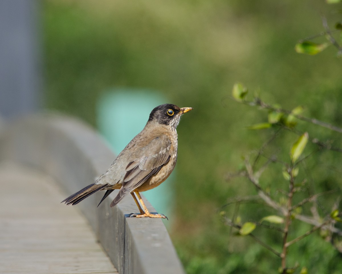 Austral Thrush - ML622616361