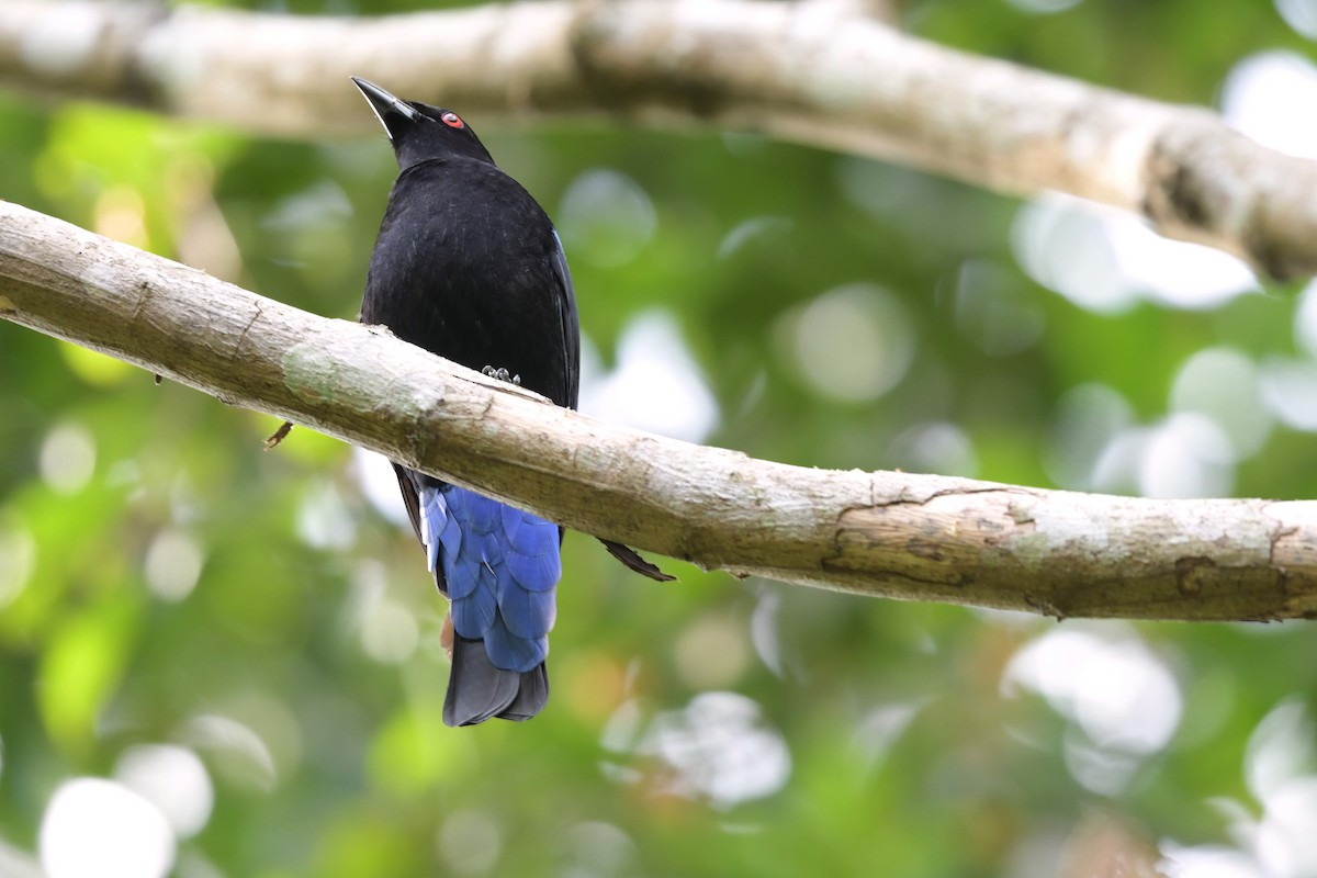 Asian Fairy-bluebird - ML622616362