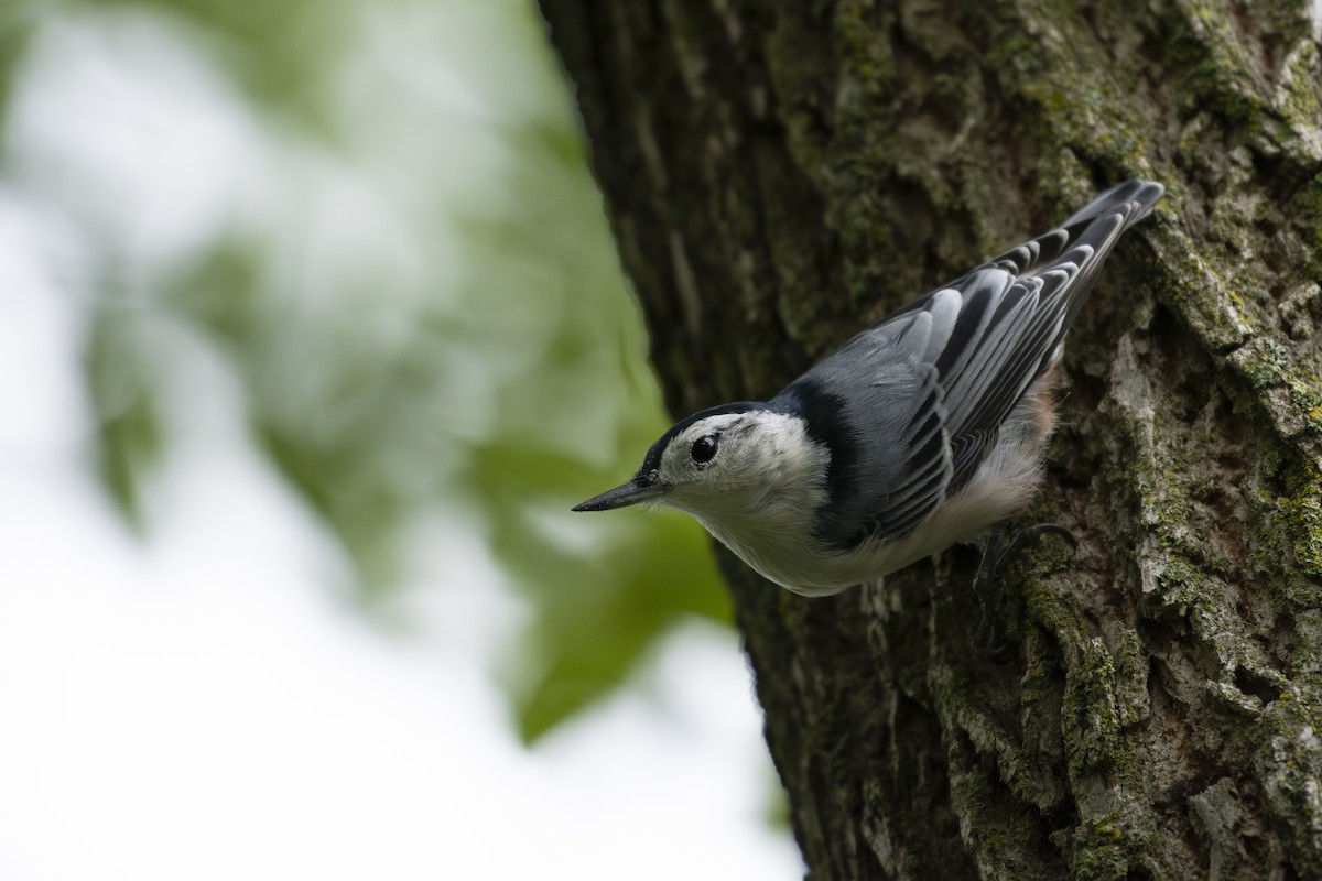 White-breasted Nuthatch - ML622616401