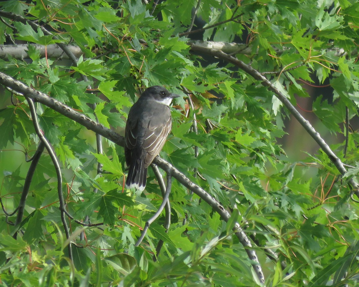 Eastern Kingbird - ML622616421