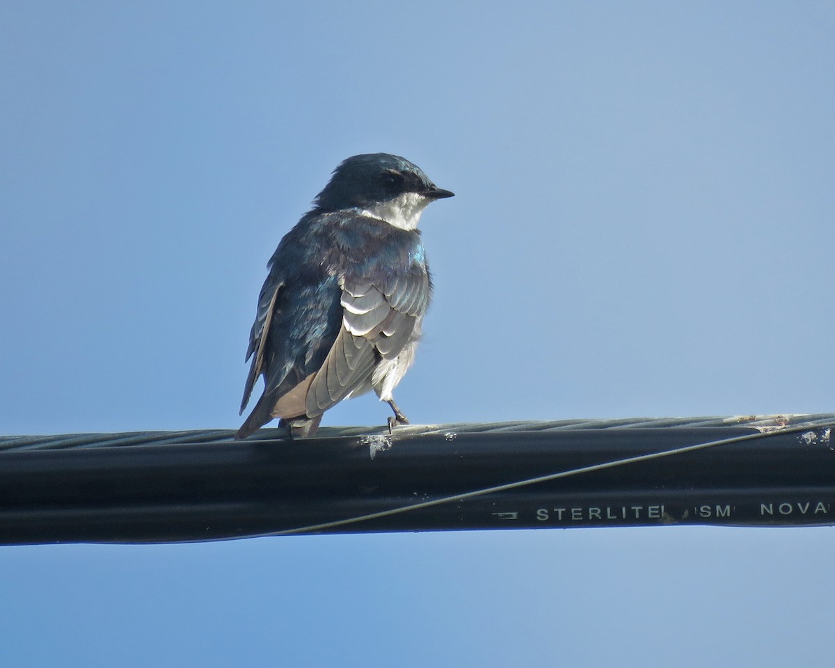 Tree Swallow - ML622616455