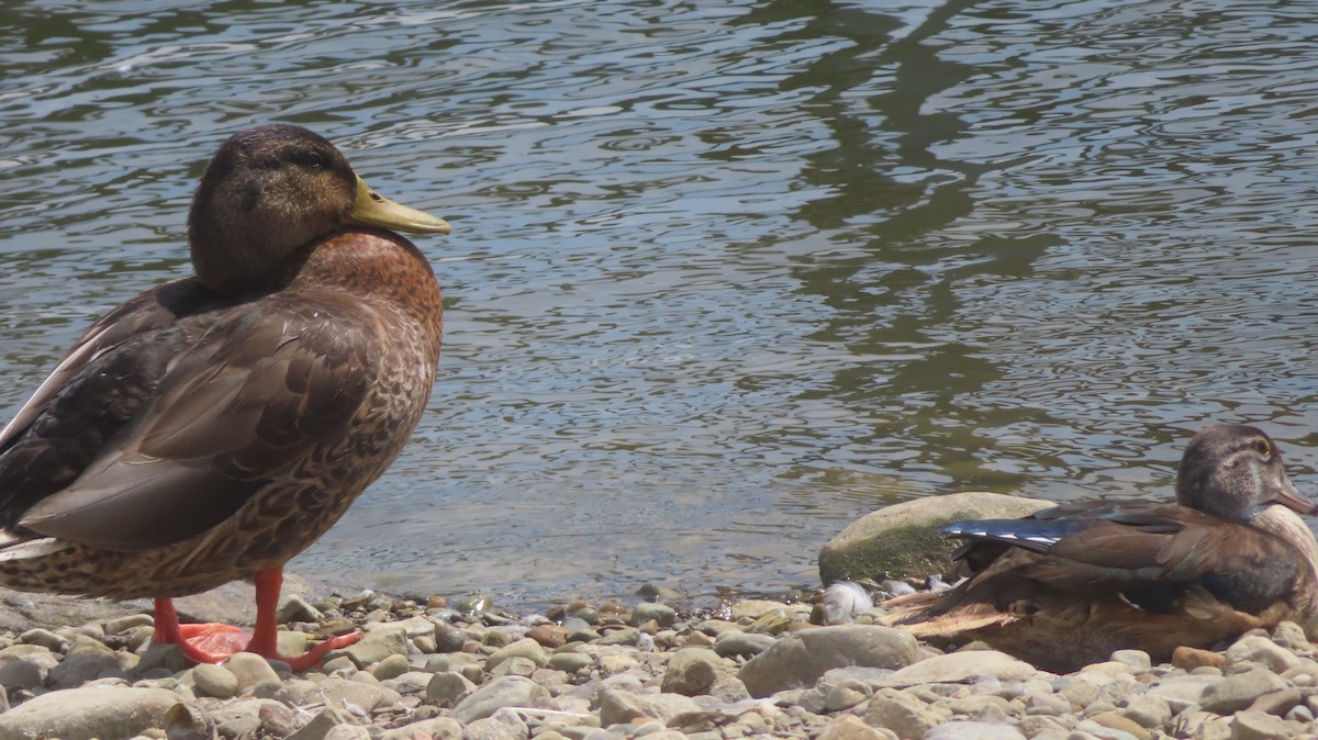 Wood Duck - ML622616462