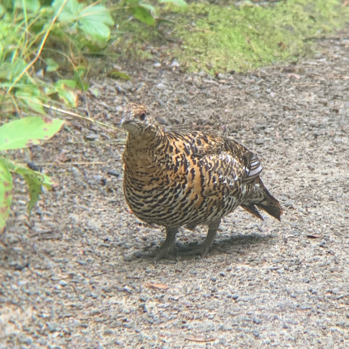 Spruce Grouse - ML622616531