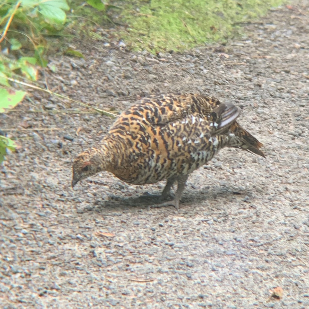 Spruce Grouse - ML622616532