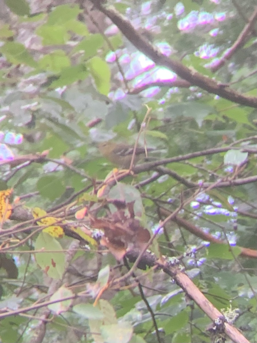 Bay-breasted Warbler - Alessandra Kite