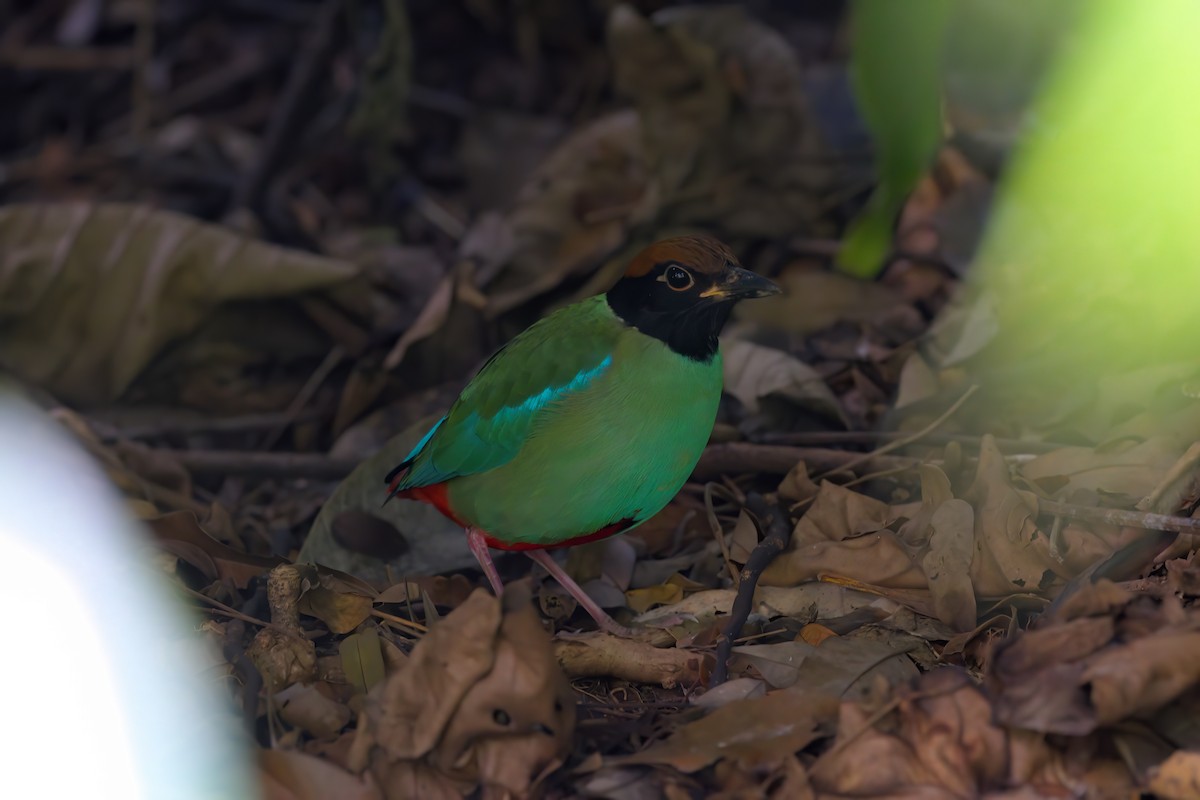 Western Hooded Pitta - ML622616588