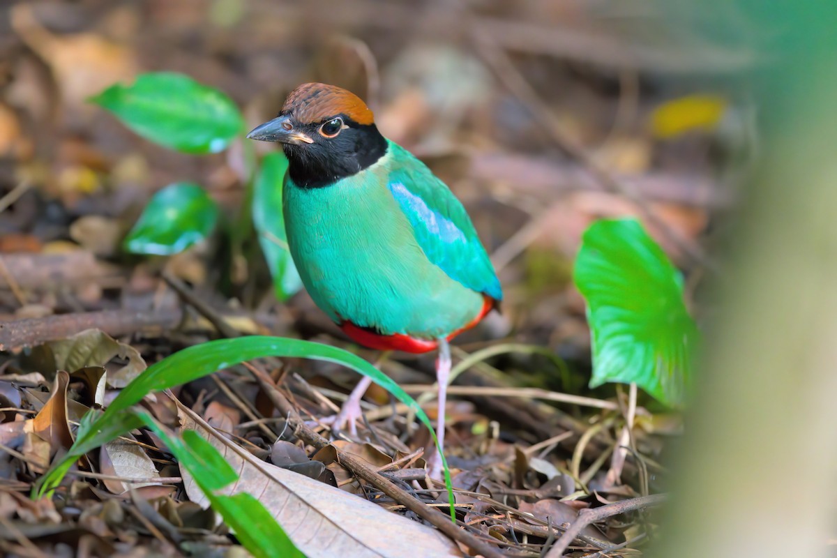 Western Hooded Pitta - ML622616590