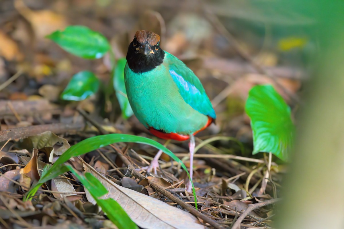 Western Hooded Pitta - ML622616591