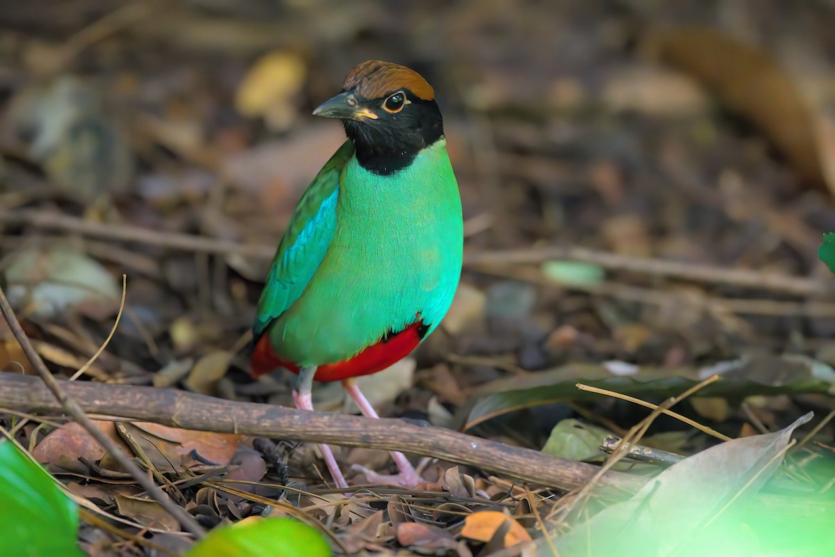 Western Hooded Pitta - ML622616592