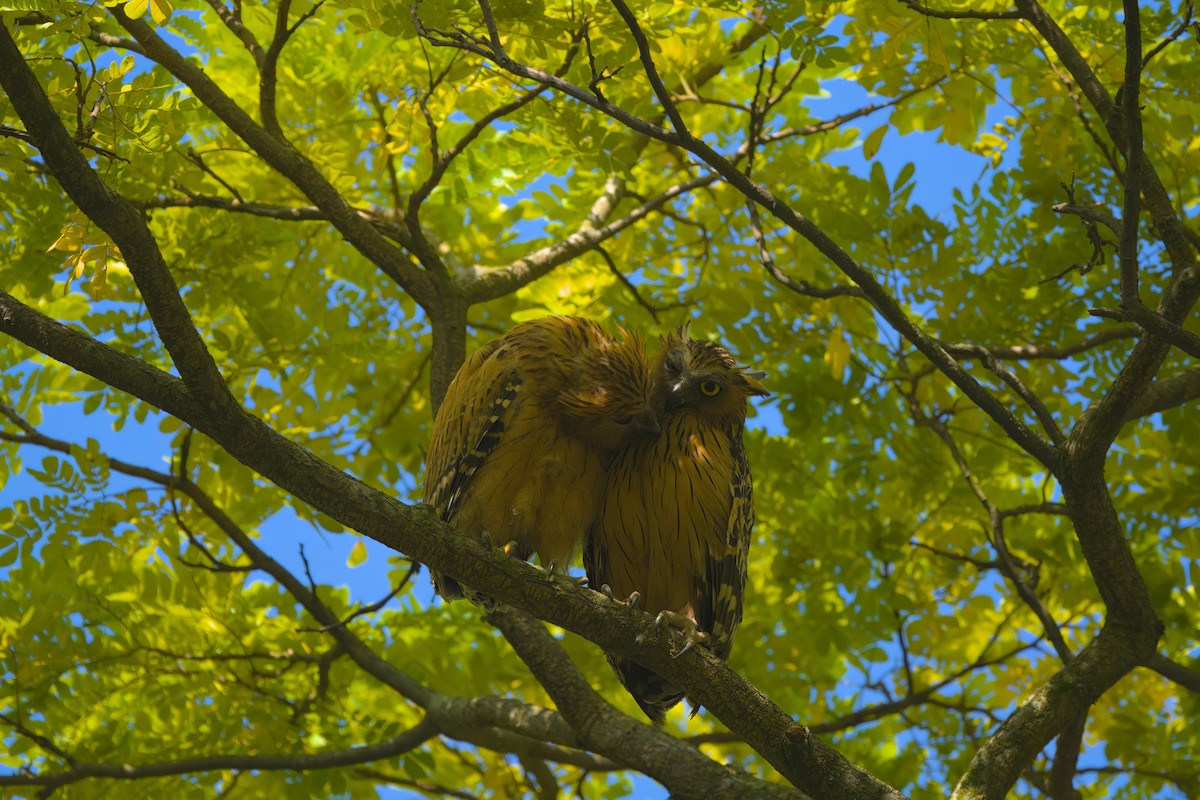 Buffy Fish-Owl - ML622616601