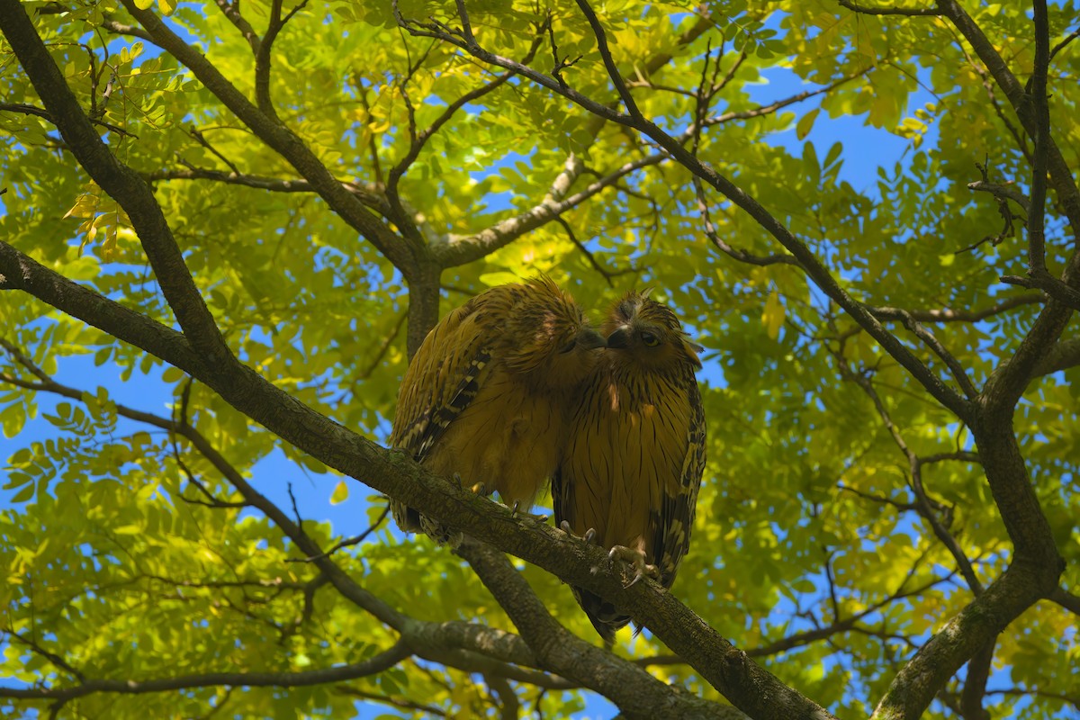 Buffy Fish-Owl - ML622616603