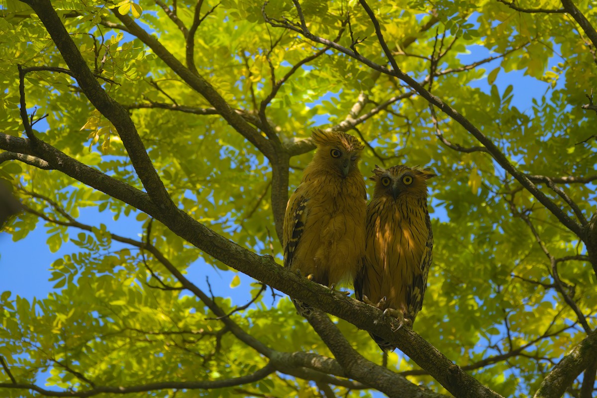 Buffy Fish-Owl - ML622616605