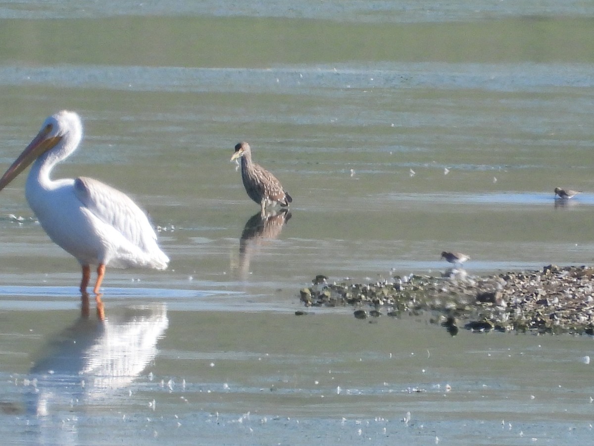 Yellow-crowned/Black-crowned Night Heron - ML622616614