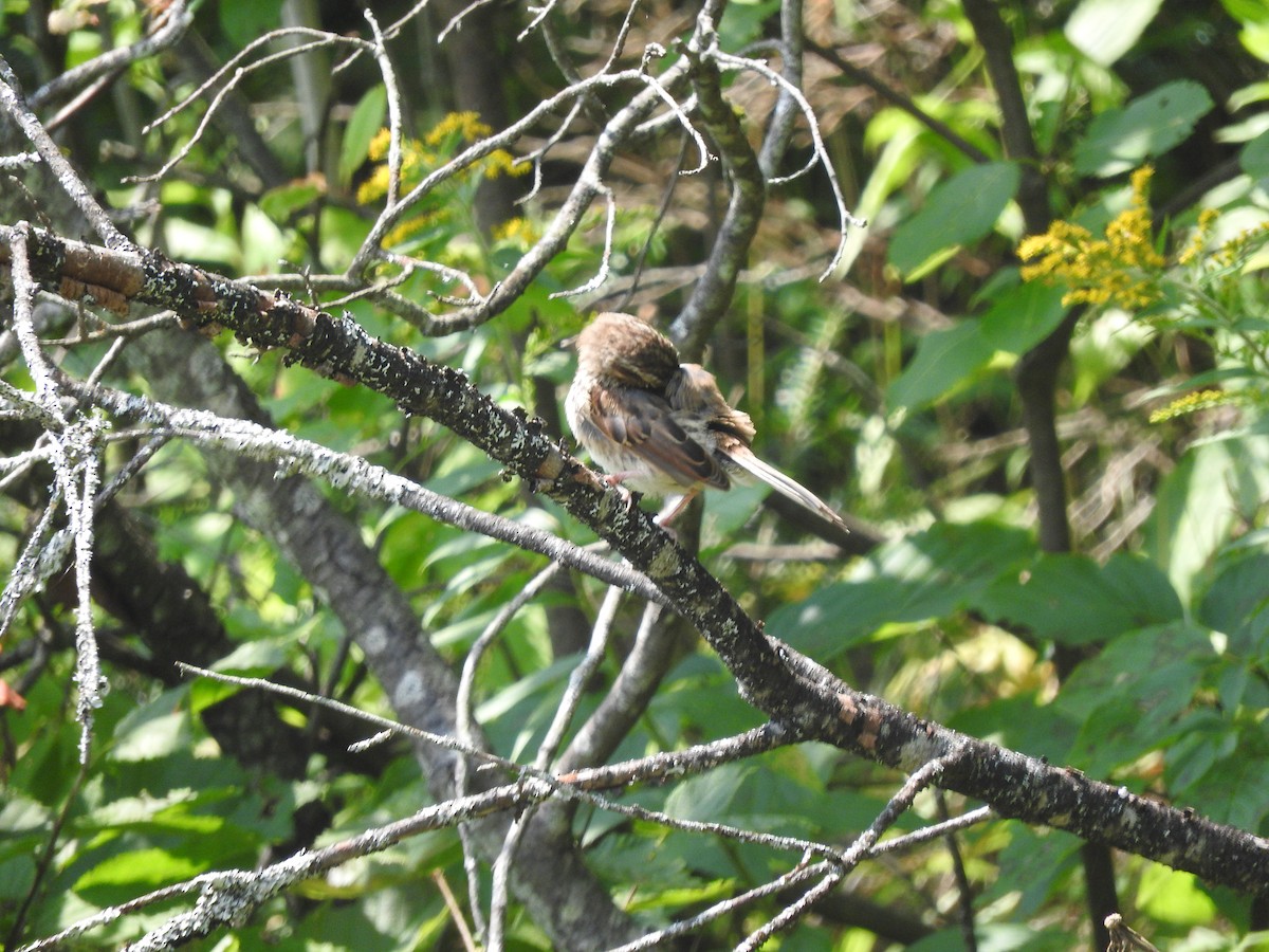 Song Sparrow - ML622616631