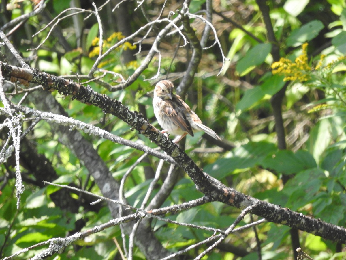 Song Sparrow - ML622616632