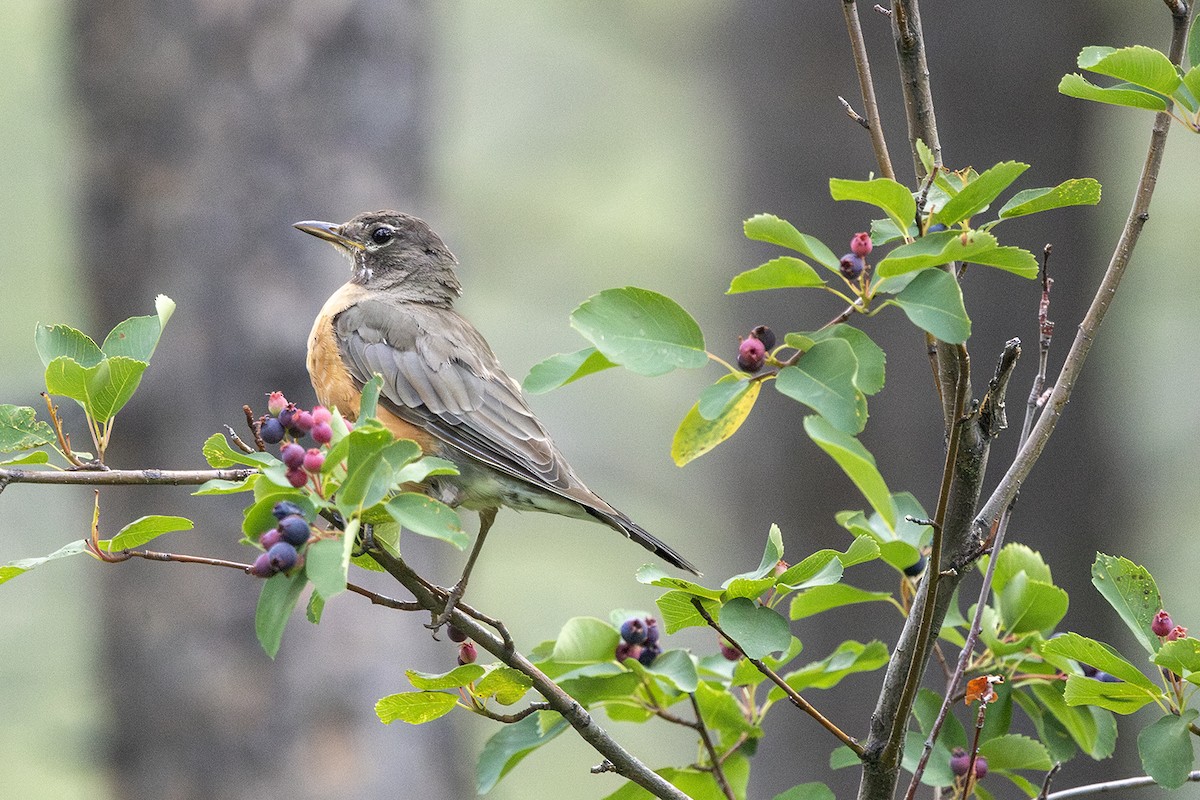 American Robin - ML622616648