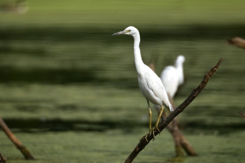 Little Blue Heron - ML622616708