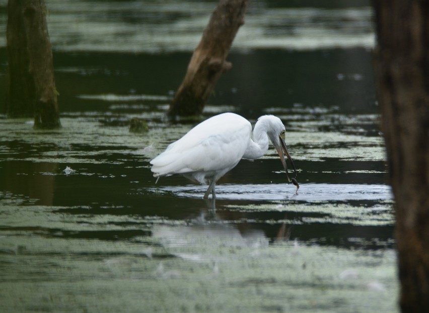 Little Blue Heron - ML622616709
