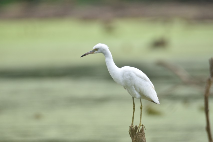 Little Blue Heron - ML622616710