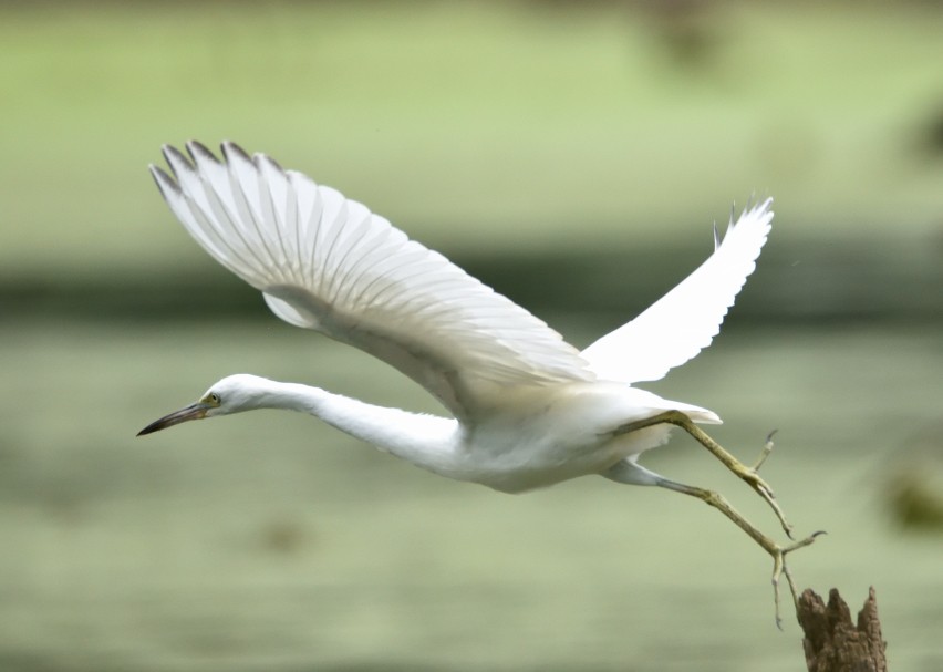 Little Blue Heron - ML622616711