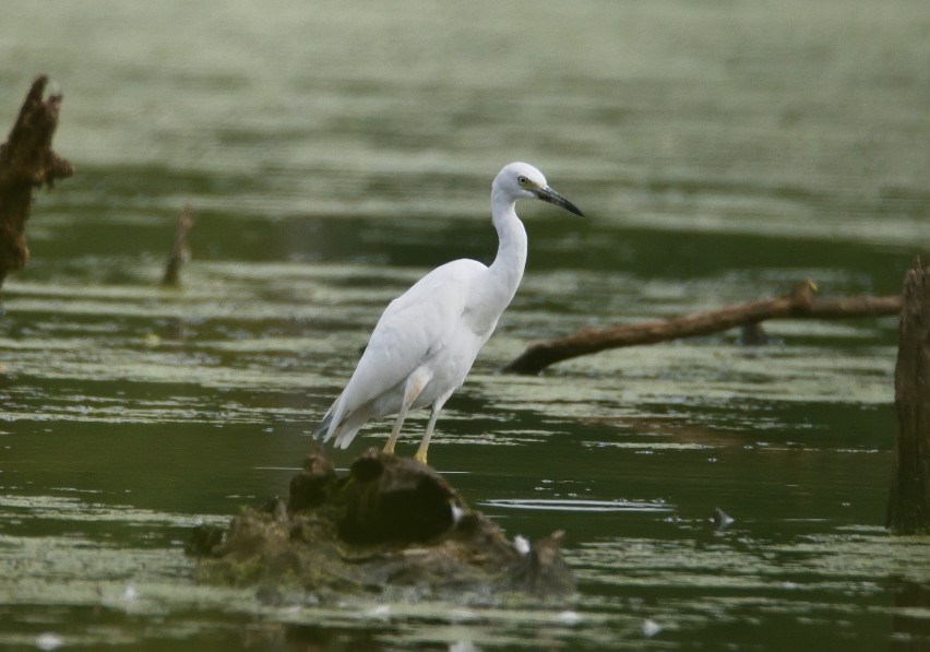 Little Blue Heron - ML622616712