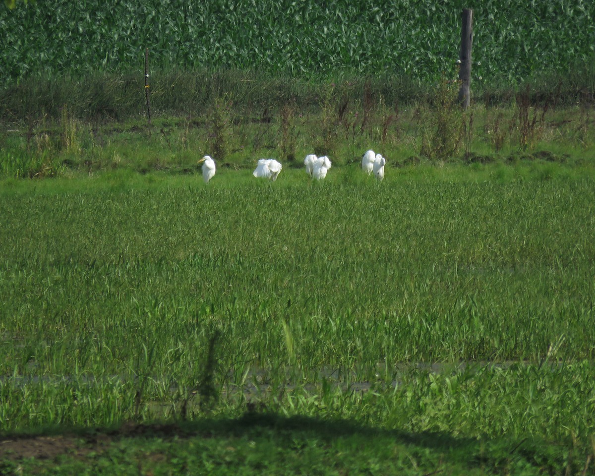 Great Egret - ML622616725