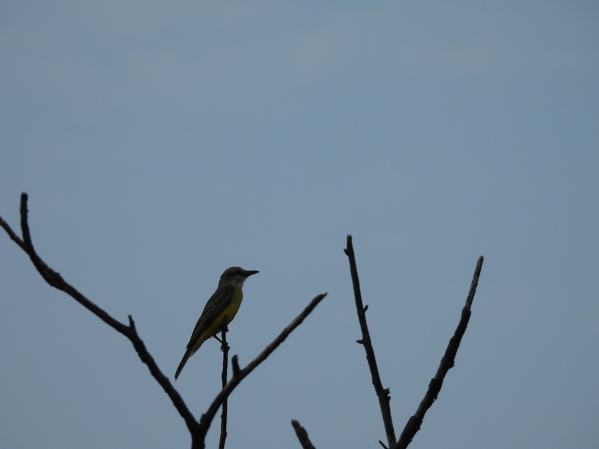 Tropical/Couch's Kingbird - ML622616821