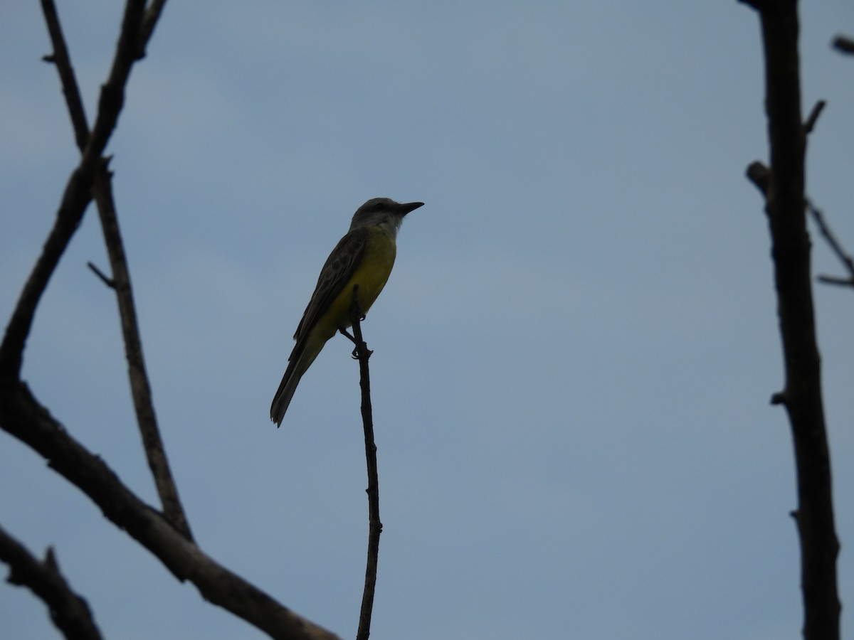 Tropical/Couch's Kingbird - ML622616828