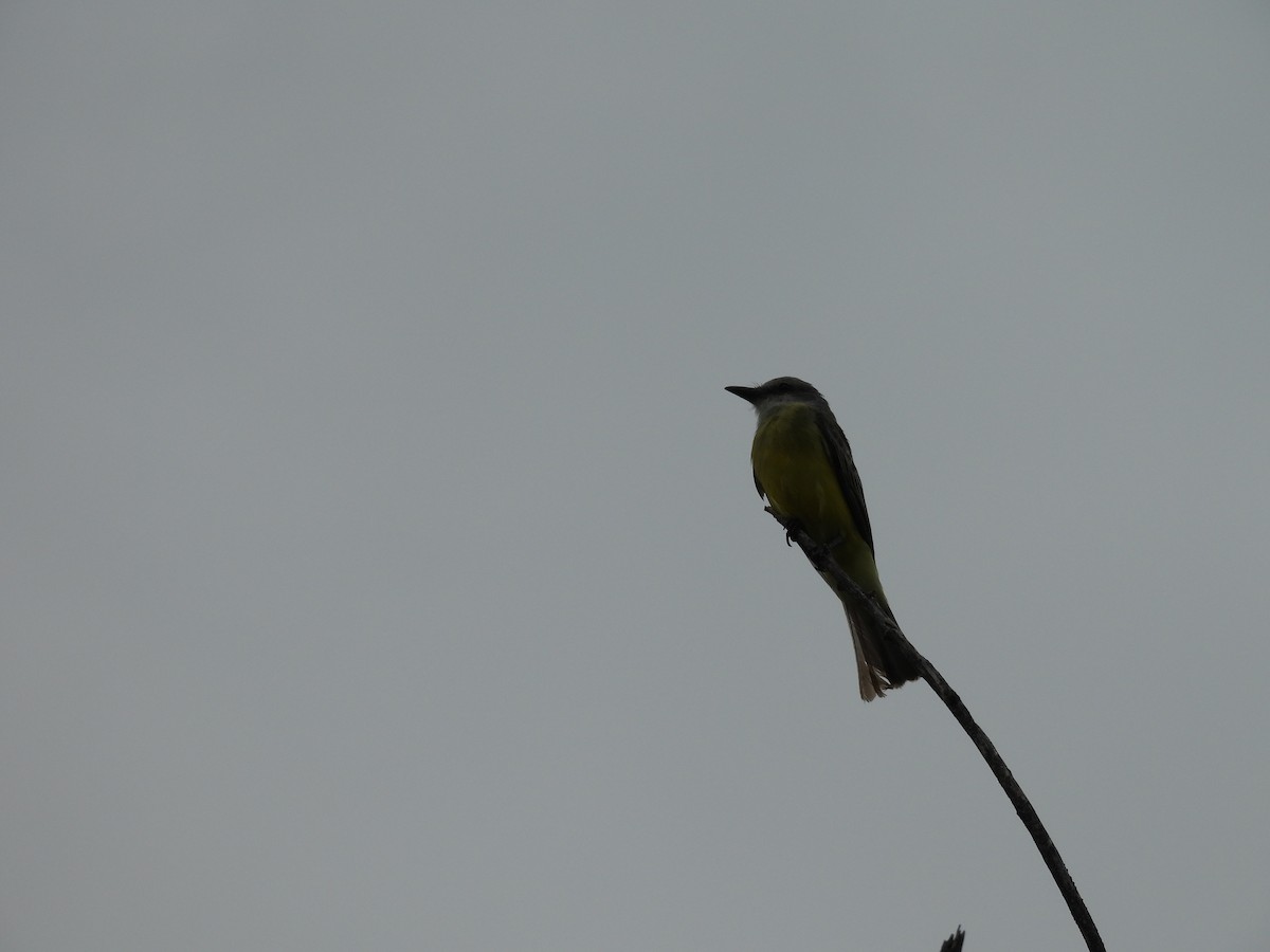 Tropical/Couch's Kingbird - ML622616834