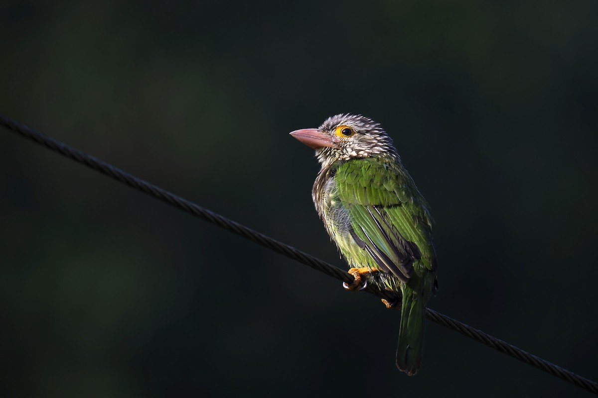 Lineated Barbet - ML622616905
