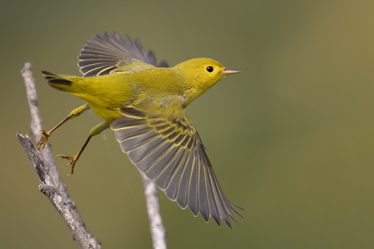 Northern Yellow Warbler - Michael Stubblefield