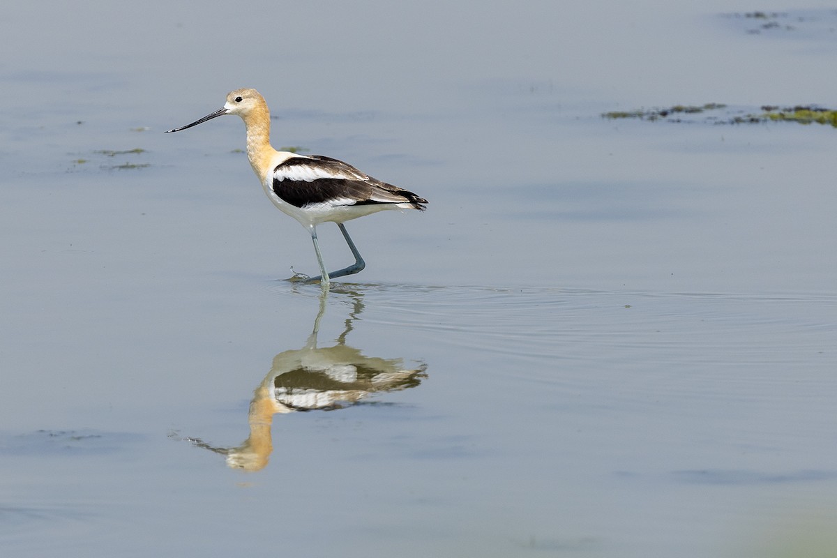 American Avocet - Cody Little