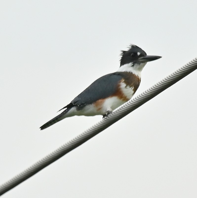 Belted Kingfisher - ML622616951