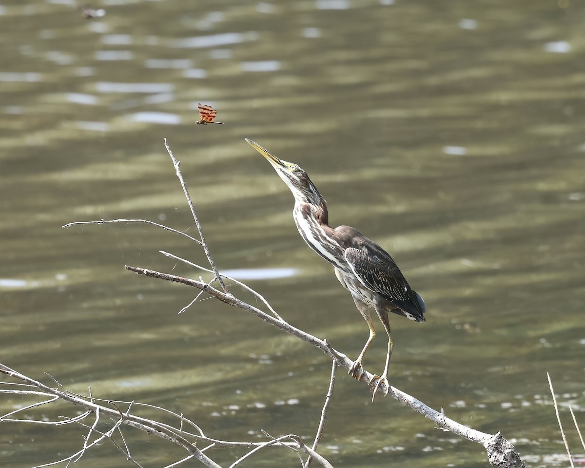 Green Heron - ML622616975