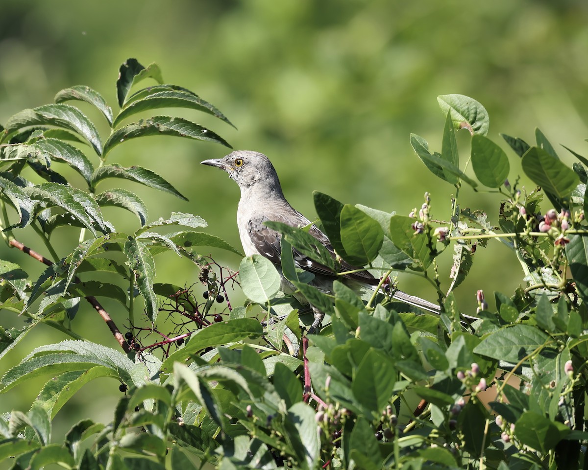 Northern Mockingbird - ML622616986