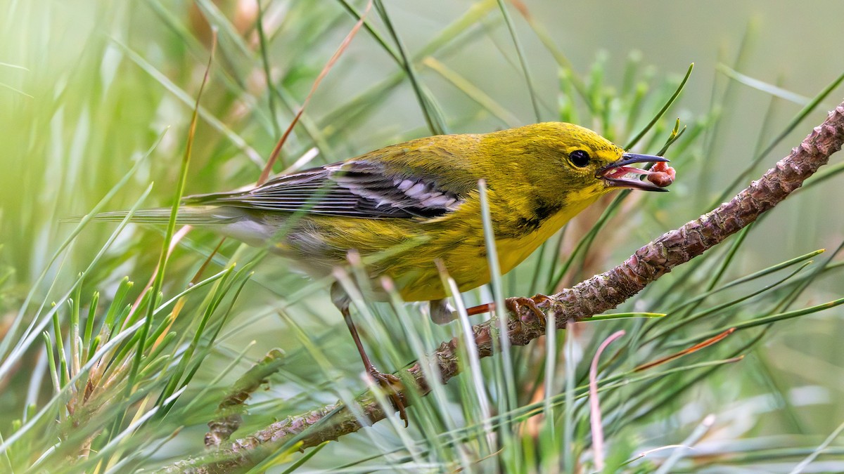 Pine Warbler - Matthew Herron