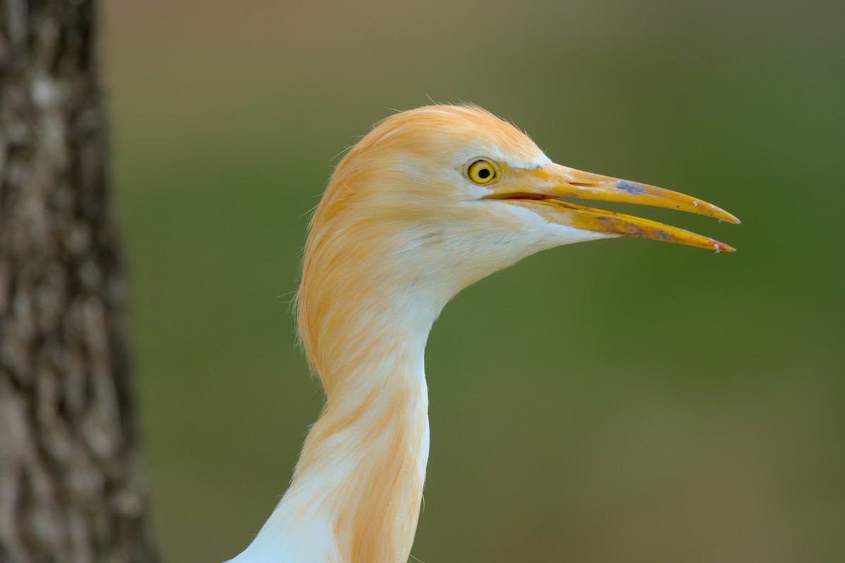Eastern Cattle-Egret - ML622617045