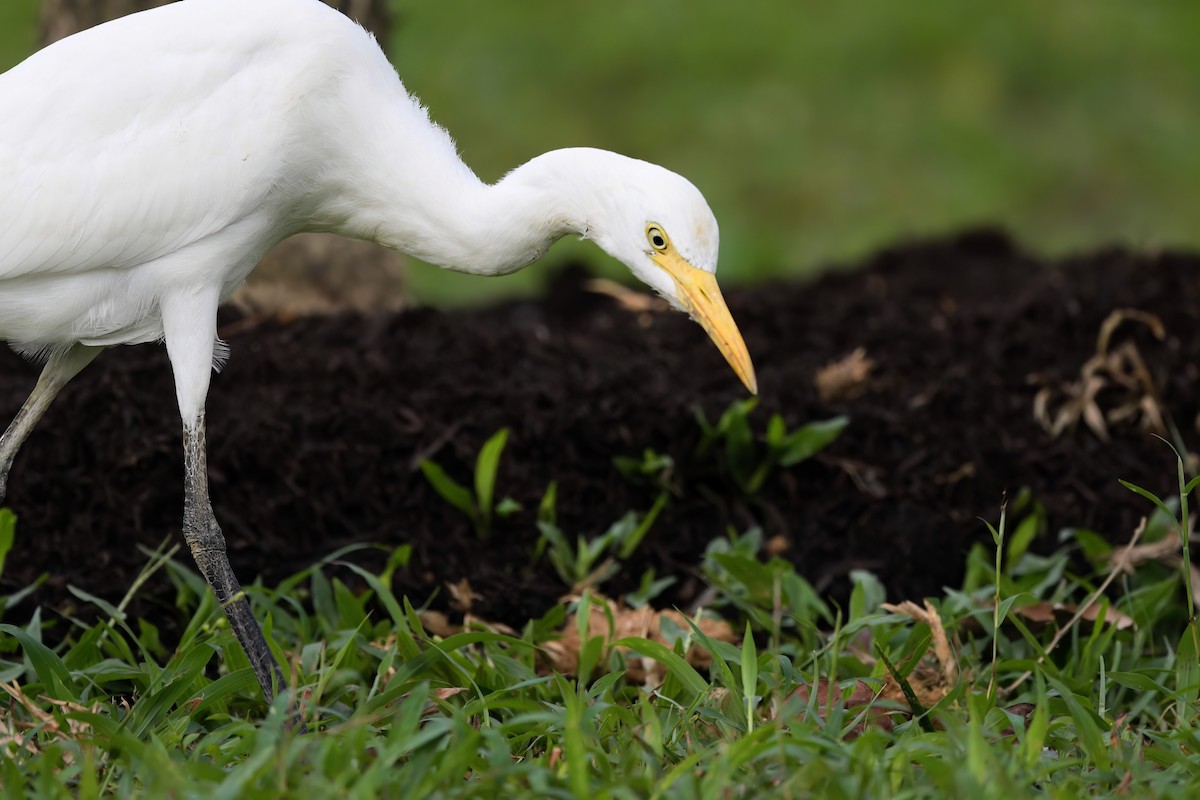 Eastern Cattle-Egret - ML622617131