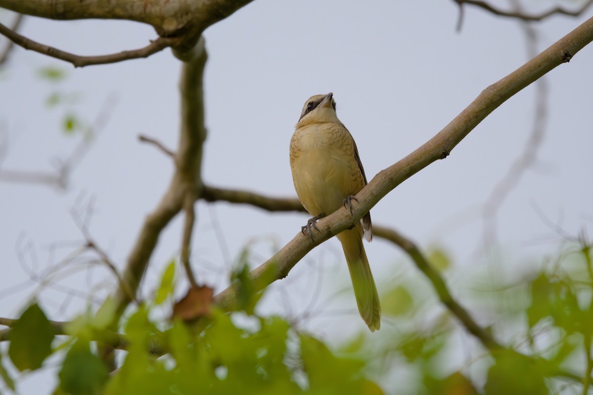 Ухаа дунхай - ML622617146