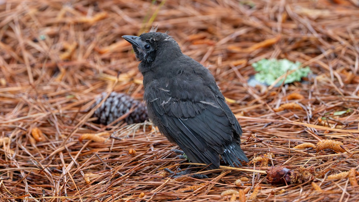 European Starling - Matthew Herron