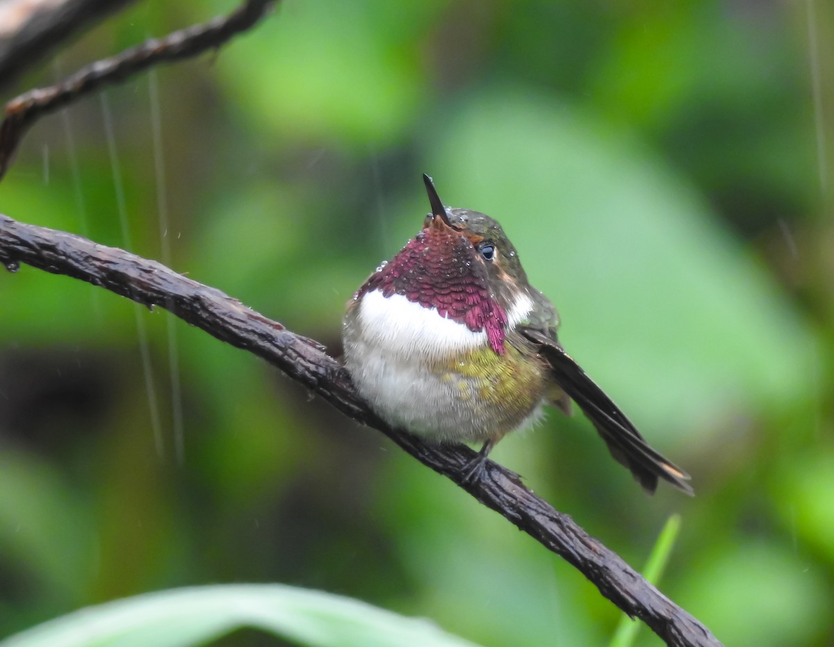 Volcano Hummingbird - ML622617240