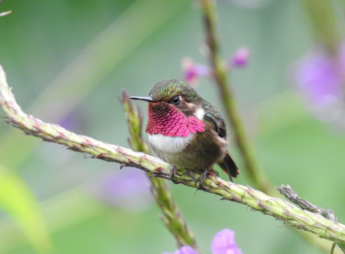 Volcano Hummingbird - ML622617241