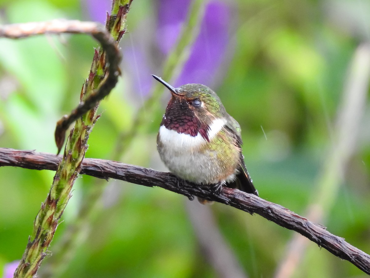 Volcano Hummingbird - ML622617242