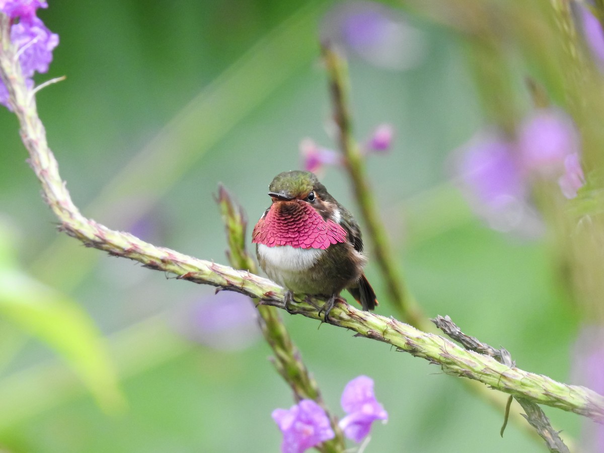 Volcano Hummingbird - ML622617243