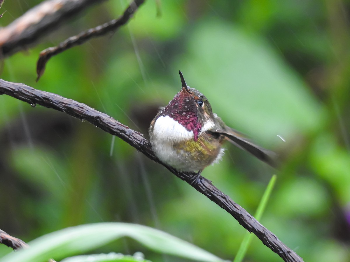 Volcano Hummingbird - ML622617244