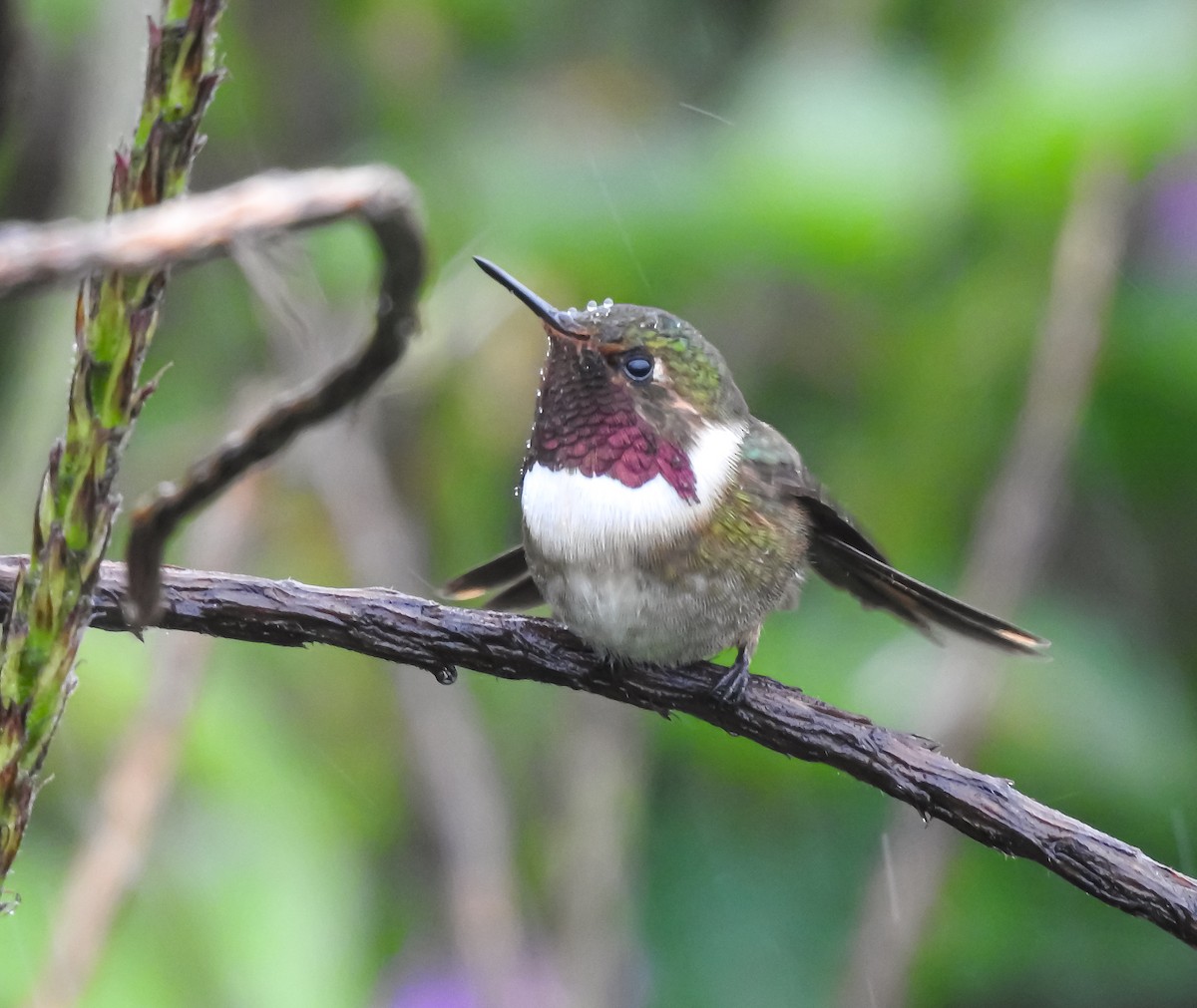 Volcano Hummingbird - ML622617245