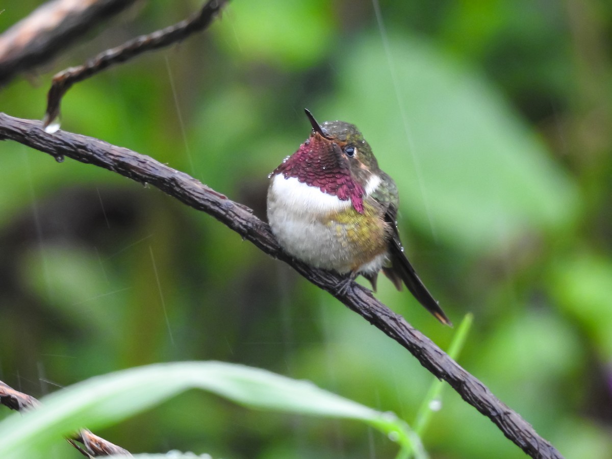 Volcano Hummingbird - ML622617246