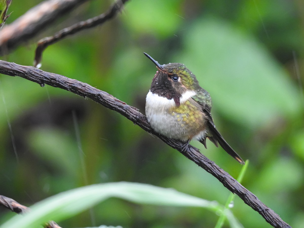 Volcano Hummingbird - Erick Barbato