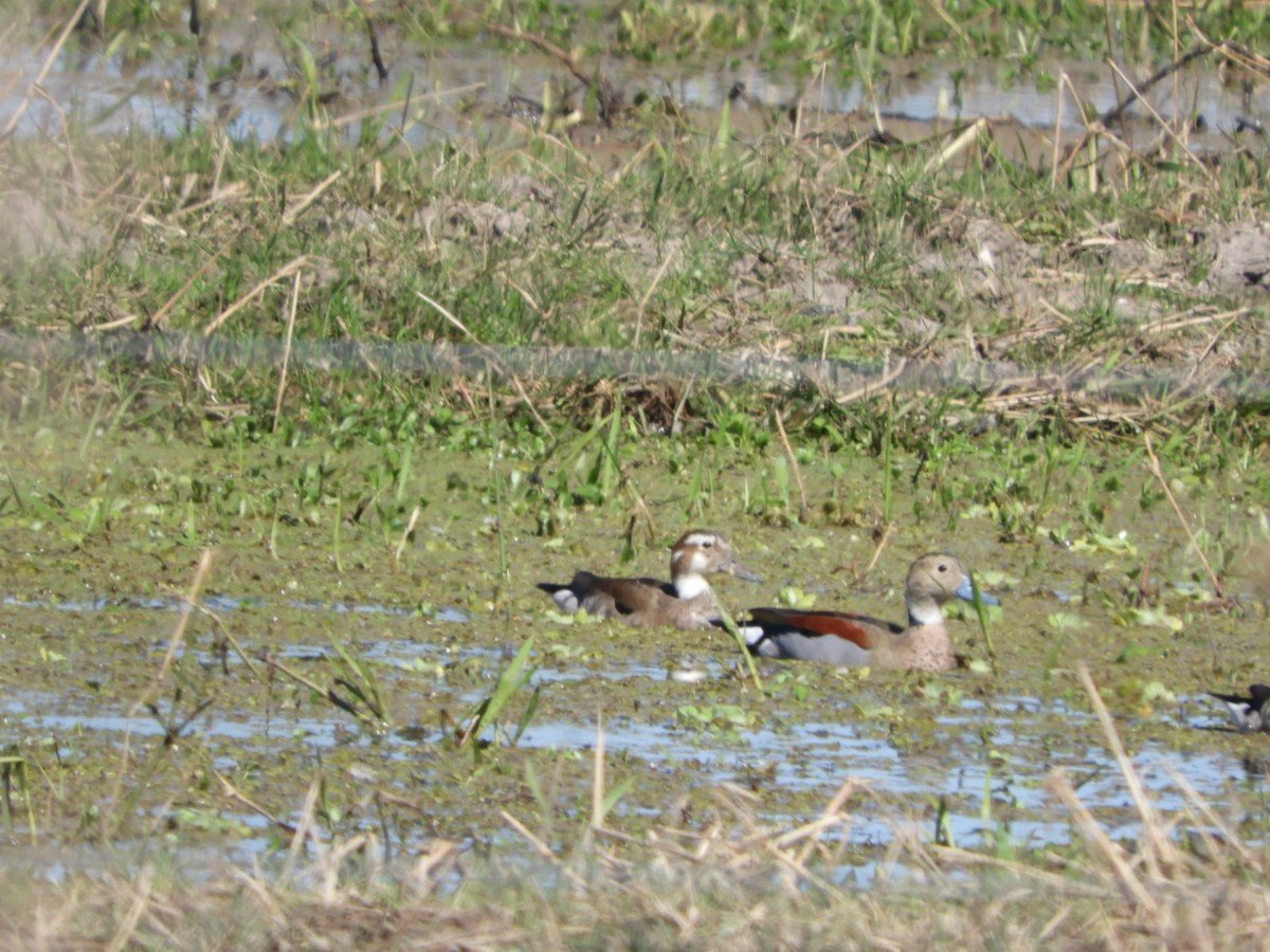 Ringed Teal - ML622617266